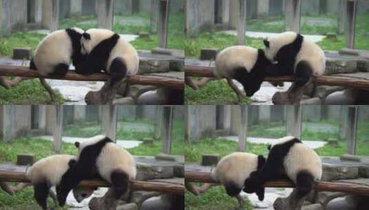 两只熊猫玩耍高清在线视频素材下载