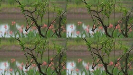 湖边野花树木树枝高清在线视频素材下载