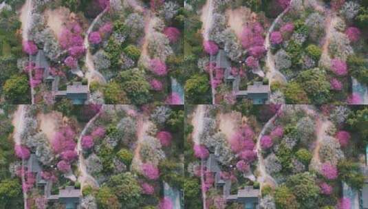 杭州植物园梅花高清在线视频素材下载