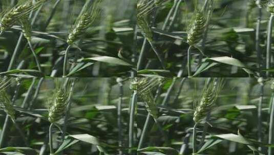 小麦青苗竖屏高清在线视频素材下载