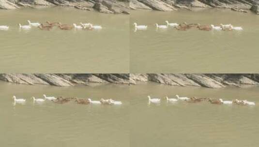 戏水河水里觅食的麻鸭鸭子高清在线视频素材下载