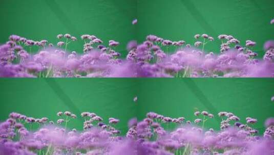 绿幕紫色花海 抠像素材高清在线视频素材下载