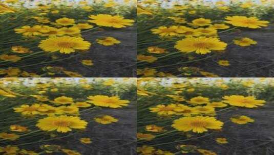 高清竖屏花草植物素材金鸡菊（手机原文件）高清在线视频素材下载