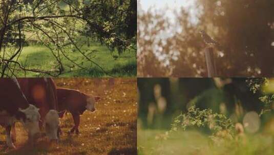 唯美牧场夕阳下的牛吃草高清在线视频素材下载