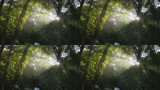 阳光透过森林高清在线视频素材下载