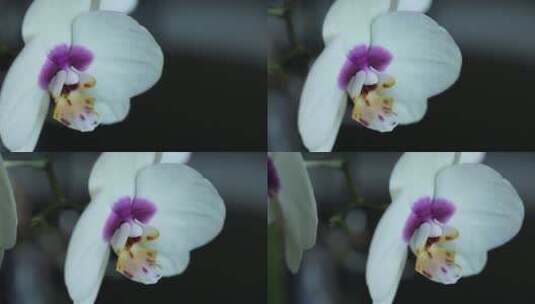 白色兰花的特写高清在线视频素材下载