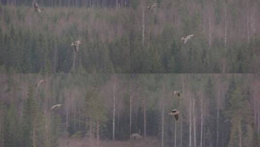 两只灰雁在森林上空飞行的慢动作镜头高清在线视频素材下载