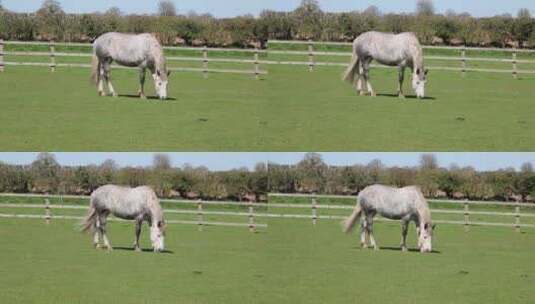 大马在草地上吃草高清在线视频素材下载
