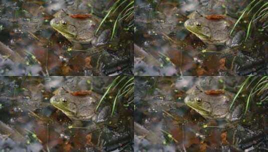 浅水池塘里的牛蛙和飞翔特写高清在线视频素材下载