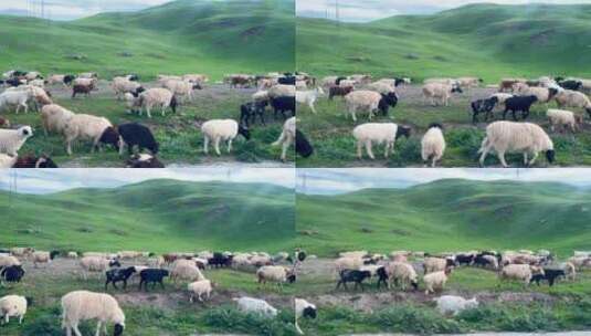 车窗看路过的羊群高清在线视频素材下载
