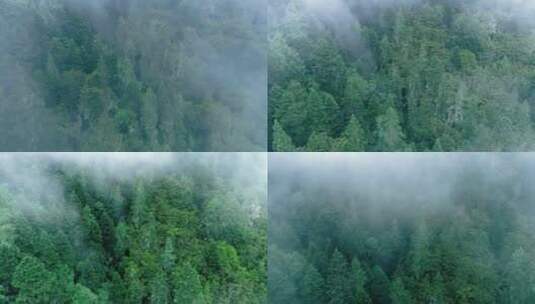 航拍森林高清在线视频素材下载