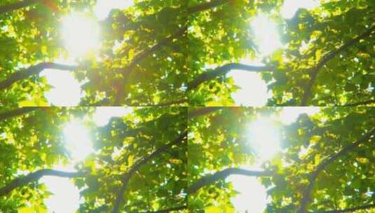 阳光绿树高清在线视频素材下载