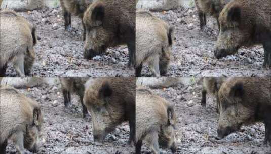 觅食的野猪高清在线视频素材下载