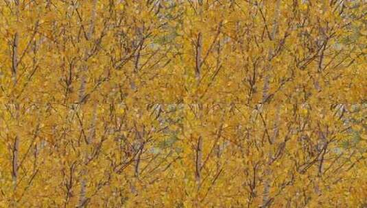 深秋风景 微风中的白桦树林 一片金黄 4k高清在线视频素材下载