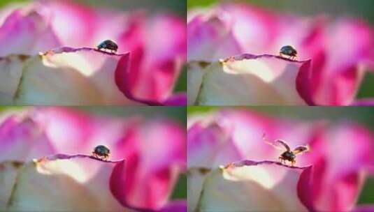 一只瓢虫走在粉色玫瑰花瓣顶端的特写镜头高清在线视频素材下载