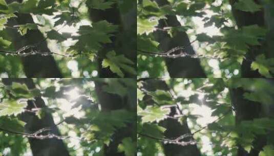 阳光下的树叶 (3)高清在线视频素材下载