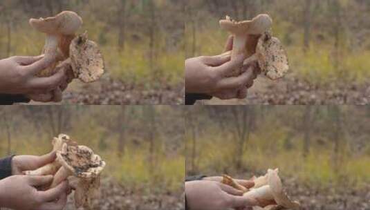 三朵较大的杨树蘑菇高清在线视频素材下载