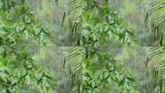 被雨水冲刷的树叶高清在线视频素材下载