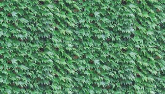 雨下绿色的弗吉尼亚爬山虎墙的叶子高清在线视频素材下载