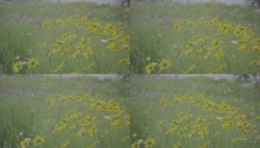 草地里的黄色小花随风舞动50帧升格，s-log2高清在线视频素材下载