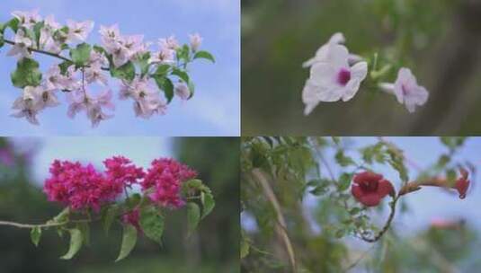 植物园里各种各样的花高清在线视频素材下载