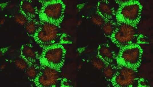 海底发光的珊瑚高清在线视频素材下载