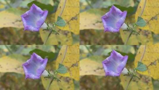 蓝紫色喇叭花花朵高清在线视频素材下载