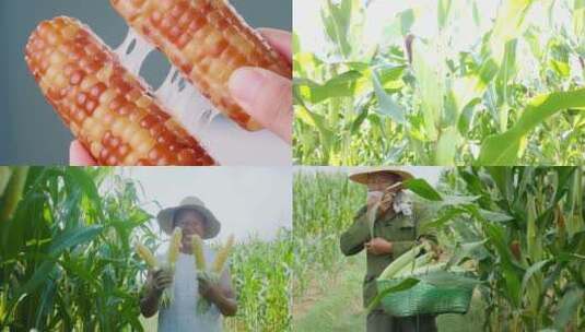 玉米产地高清在线视频素材下载