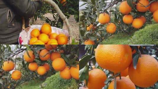 橙子种植基地高清在线视频素材下载