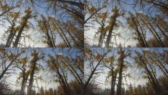 升格摄影深秋的风中银杏叶缓缓落叶高清在线视频素材下载