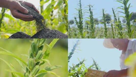 芝麻种植基地高清在线视频素材下载