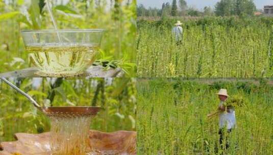 芝麻种植高清在线视频素材下载