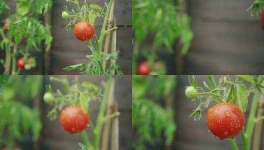 在阳光下生长的湿番茄高清在线视频素材下载