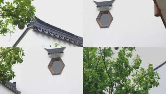 雨中江南庭院香泡树空镜高清在线视频素材下载