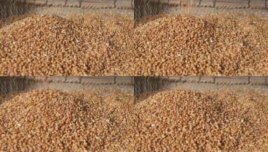 小麦麦穗农业三农粮食丰收视频素材高清在线视频素材下载