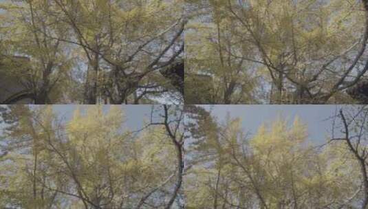 寺观秋季银杏LOG视频素材高清在线视频素材下载