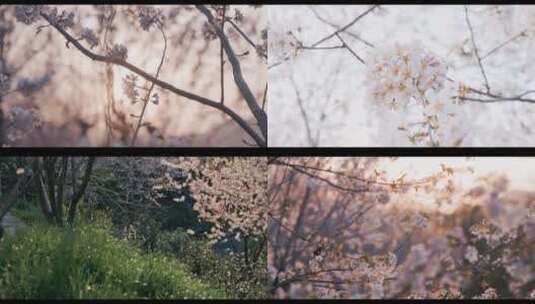 杭州市浪漫樱花谷樱花 风铃空镜高清在线视频素材下载