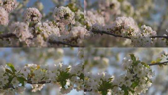 樱花花团锦簇高清在线视频素材下载