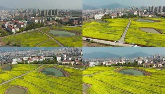 义乌苏溪大片油菜花航拍合集高清在线视频素材下载