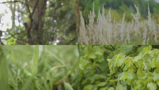 雨季森林雨水拍打树叶高清在线视频素材下载