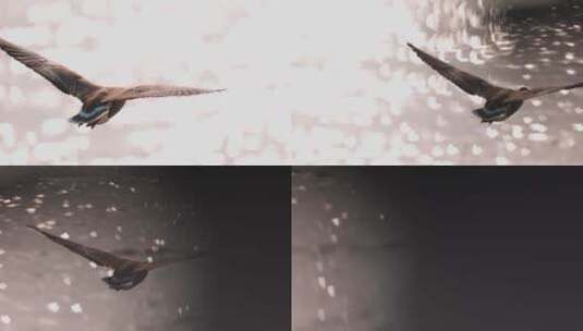 大雁展翅飞翔在波光粼粼的湖面反光中高清在线视频素材下载