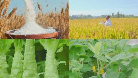 农作物丰收高清在线视频素材下载