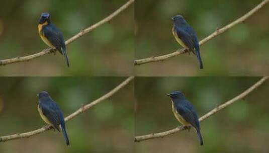 春天树枝上的棕胸蓝鹟高清在线视频素材下载