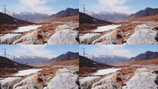 青藏高原 冬天 牧场 羊群 高山 峡谷高清在线视频素材下载