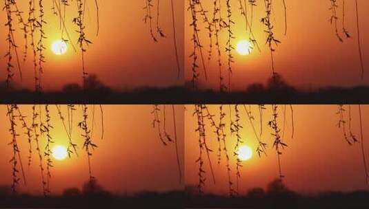 夕阳柳树落日黄昏视频素材高清在线视频素材下载