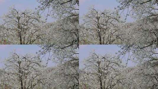 春暖花开梨花盛开景观高清在线视频素材下载