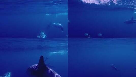 海底世界海底一群海豚游泳高清在线视频素材下载