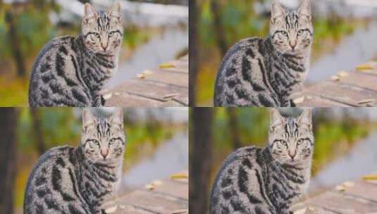 猫 猫咪 撸猫高清在线视频素材下载
