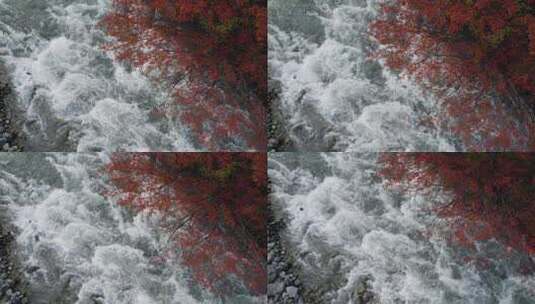 秋天红叶下的清澈溪流高清在线视频素材下载