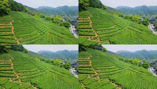 4k 航拍杭州西湖龙井茶乡农业种植特写高清在线视频素材下载